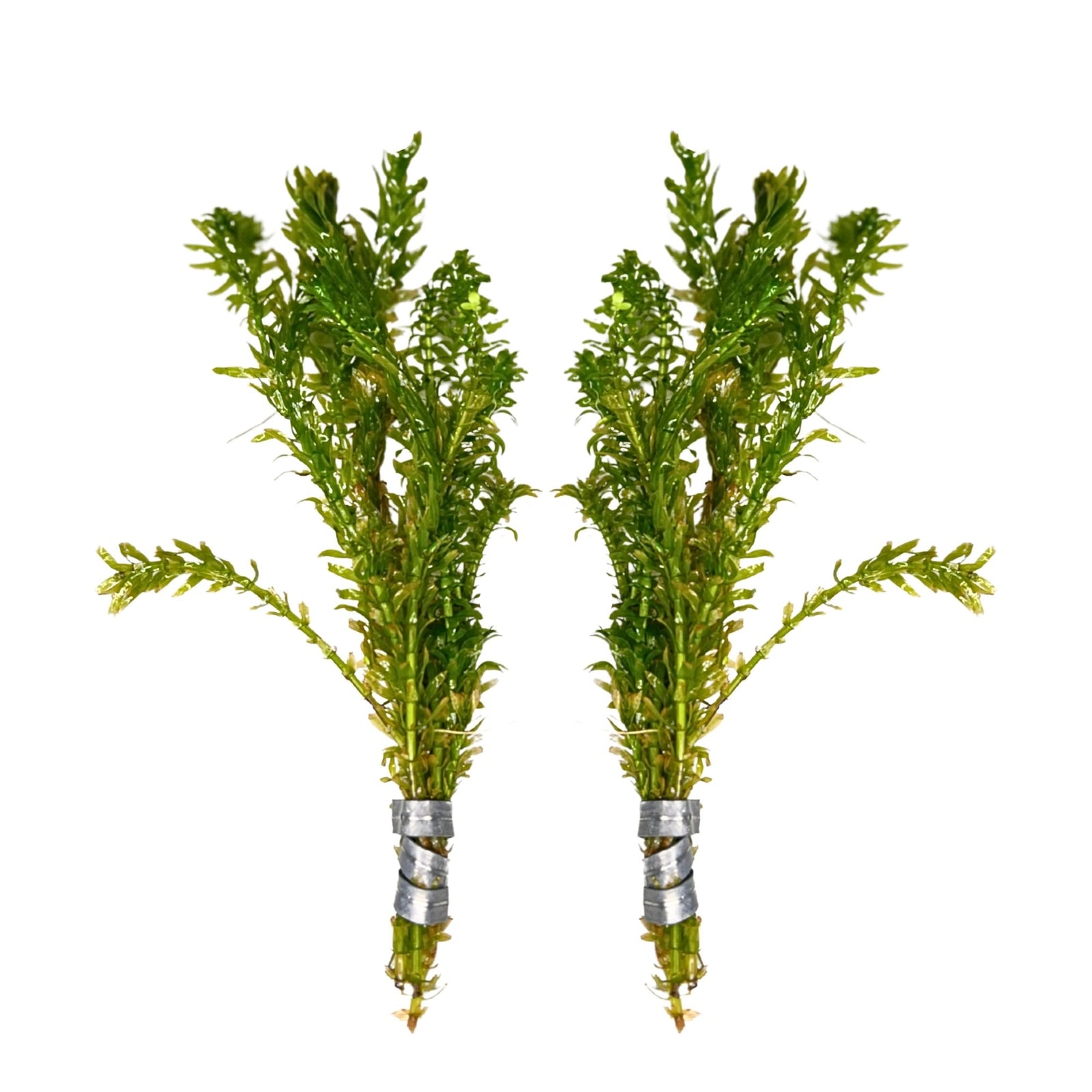 Anacharis and Hornwort Bundle Live Aquarium Plants