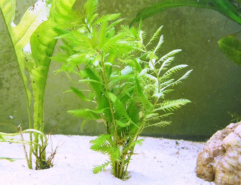 Mermaid Hygro Proserpinaca Palustris