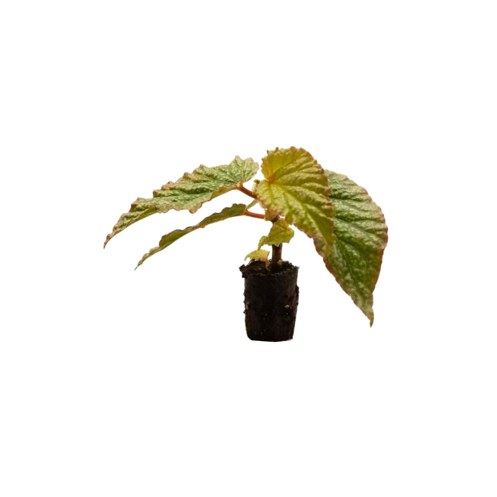 Angel Wing Begonia Frosty Rooted Starter Plant