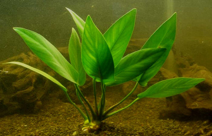 Anubias Hastifolia