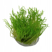 Flame Moss (Taxiphyllum 'Flame')