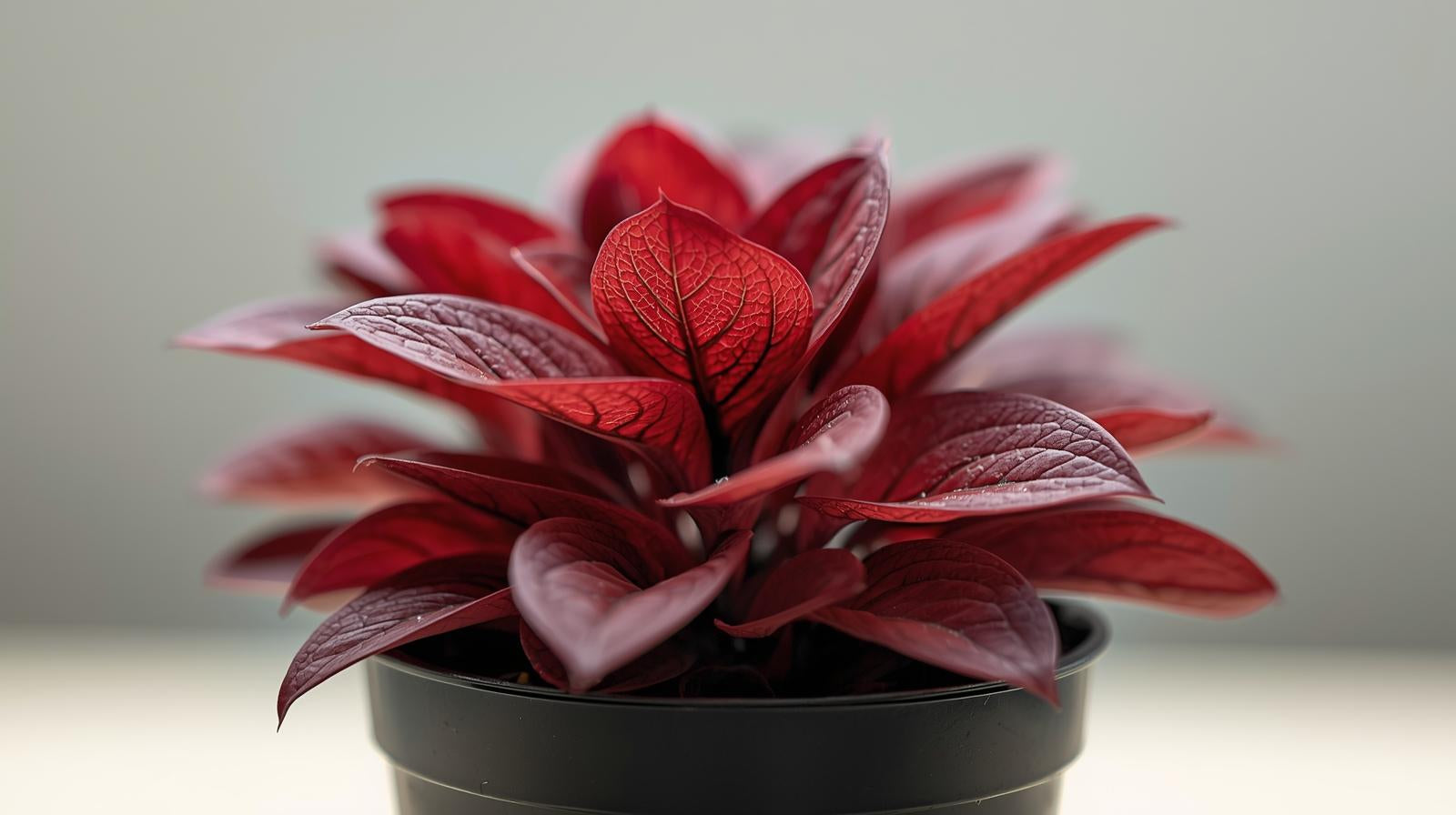 Ludwigia Repens Red 2 Inch Pot