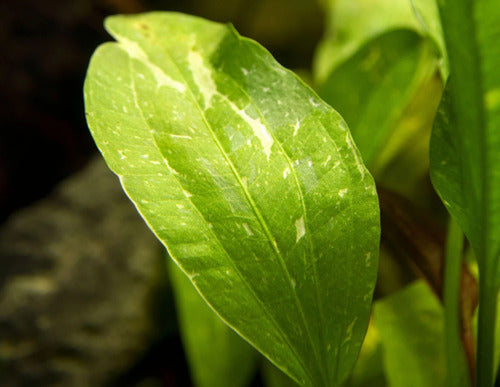 Rose Sparkle Sword (Echinodorus Sparkle)