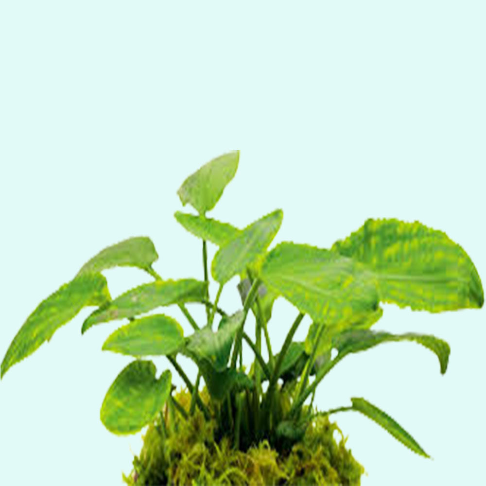 Lagenandra Meeboldii