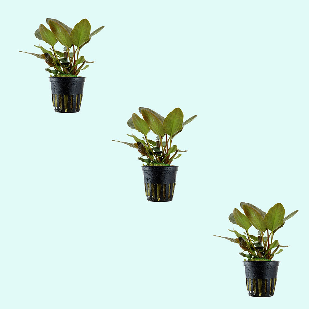 Lagenandra Meeboldii