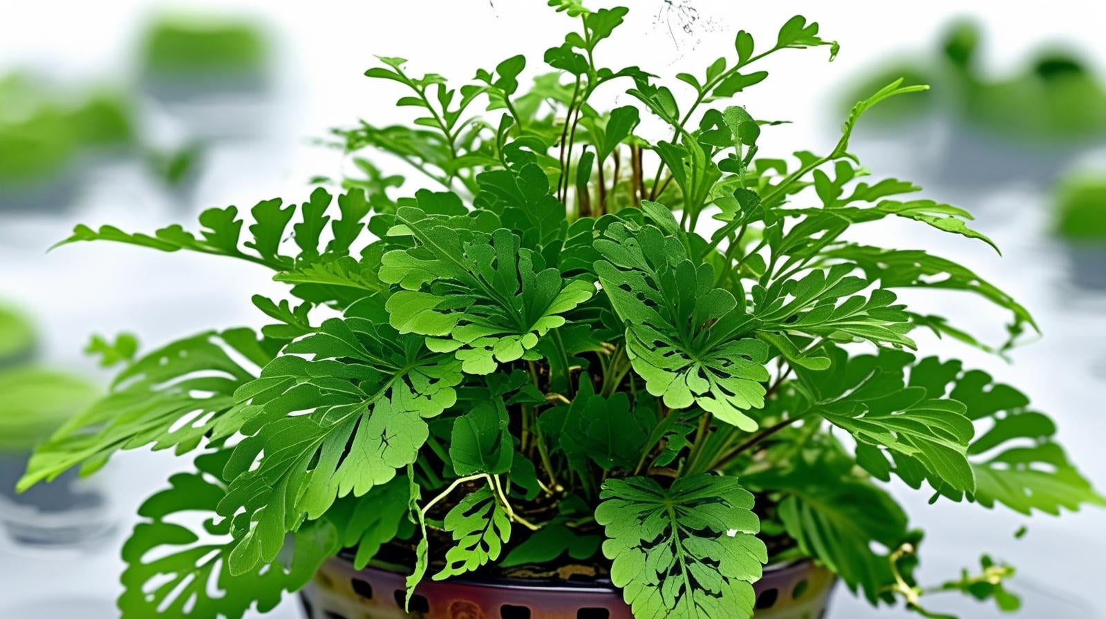 Bolbitis Heteroclita Difformis "Mini"