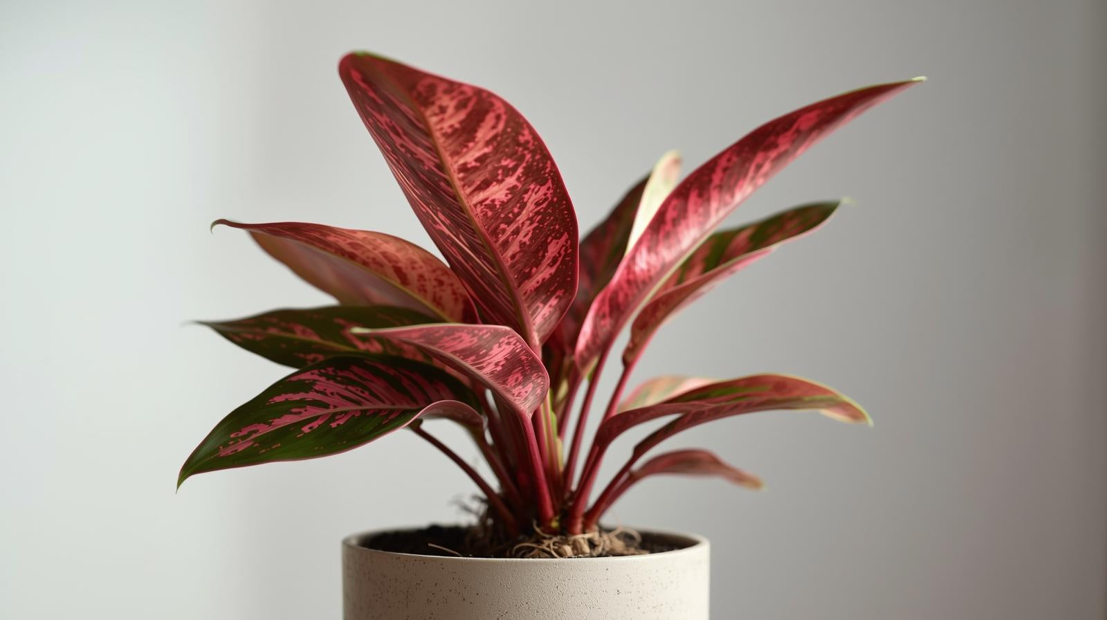 Aglaonema Queen Red Valentine Rooted Starter Plant