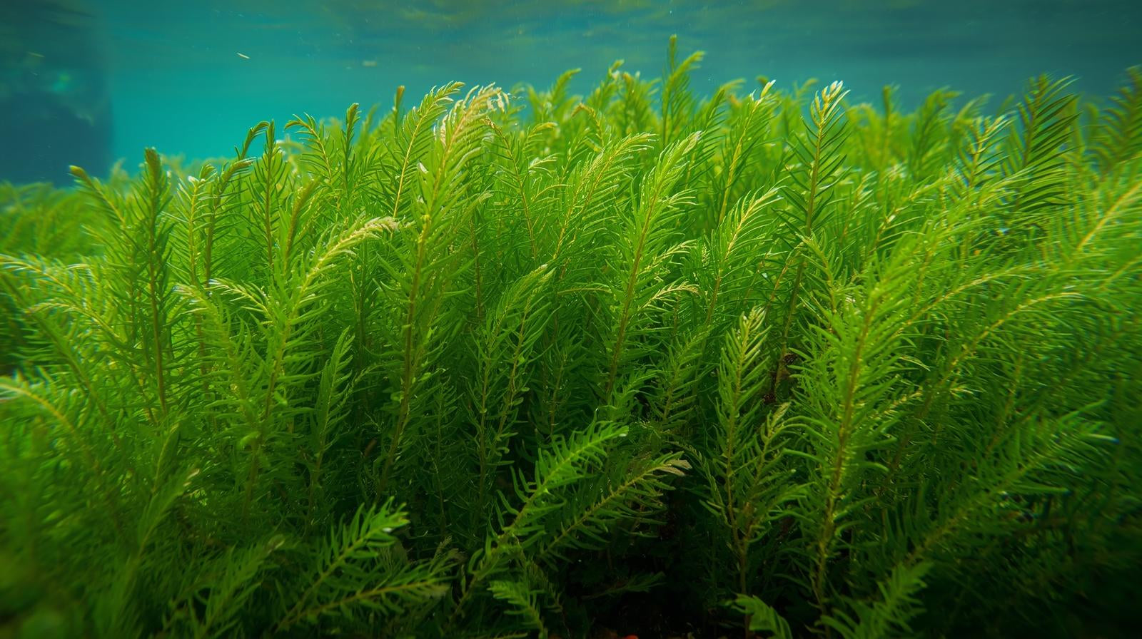 Hornwort Bunch