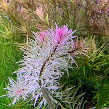 Ludwigia Inclinata "Verticillata White"