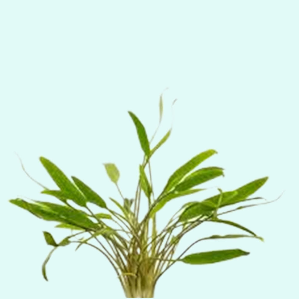 Cryptocoryne Crypt Lucens