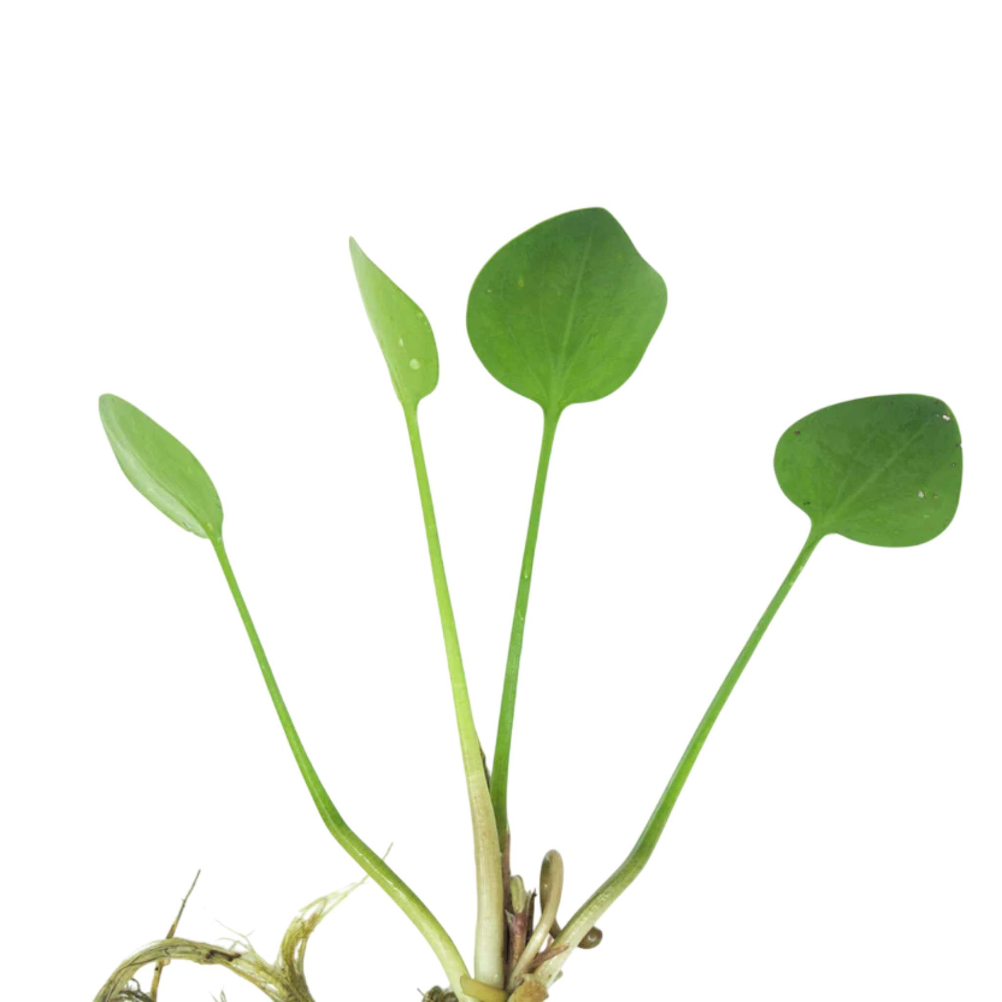 Frogbit (Limnobium Spongia)