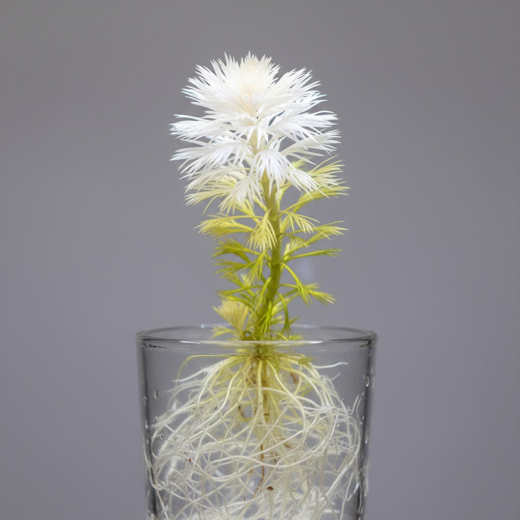 Ludwigia Inclinata "Verticillata White"