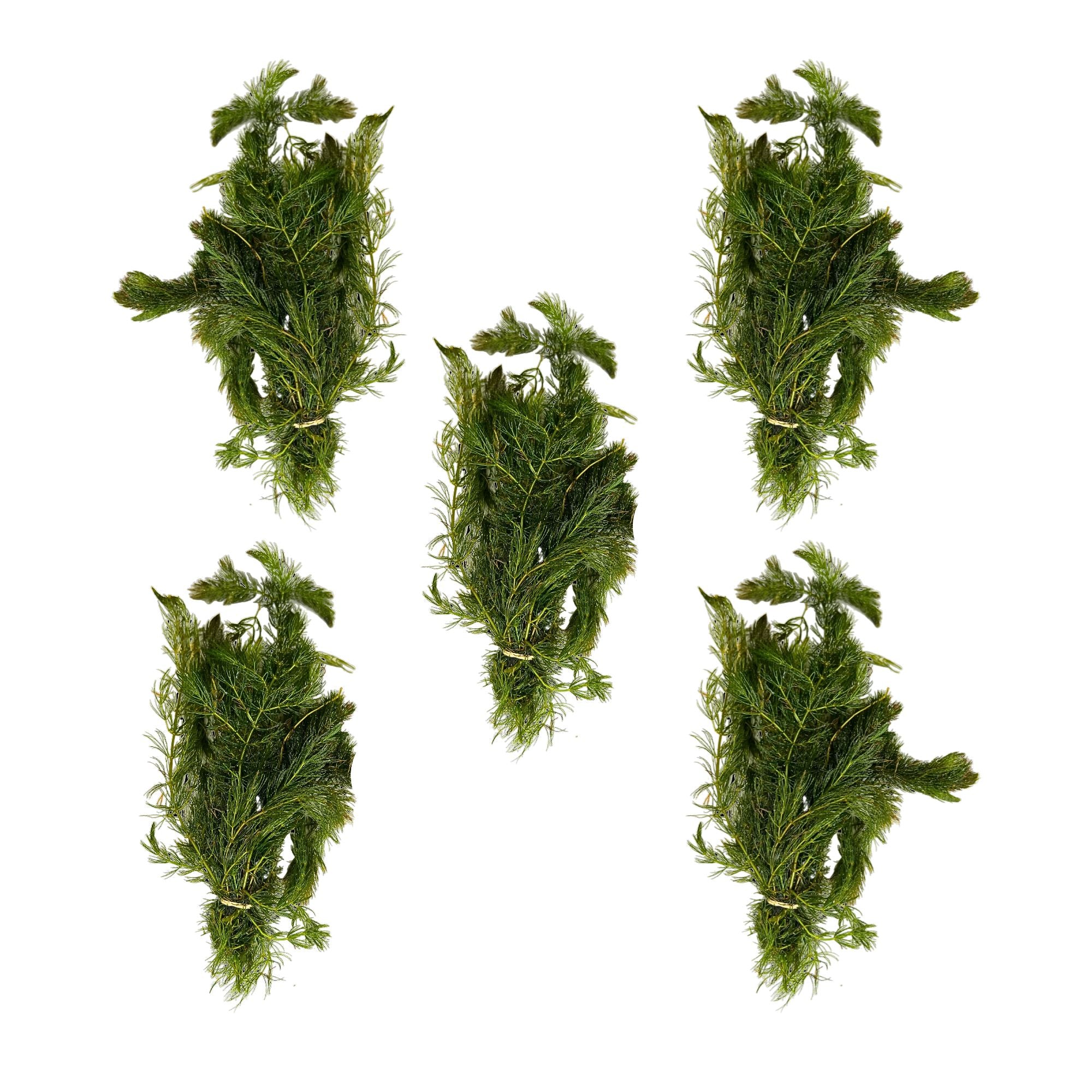 Anacharis and Hornwort Bundle