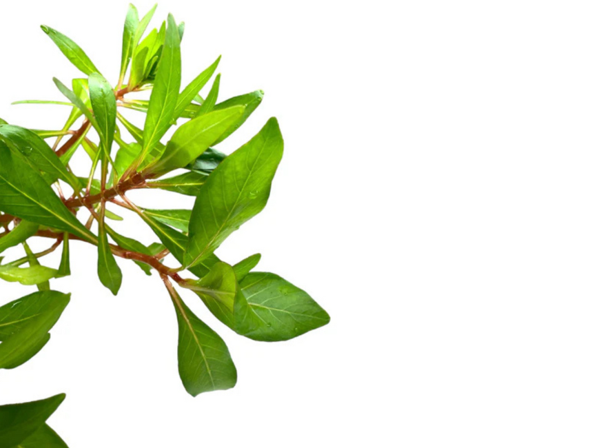 Ludwigia Inclinata RedCuba