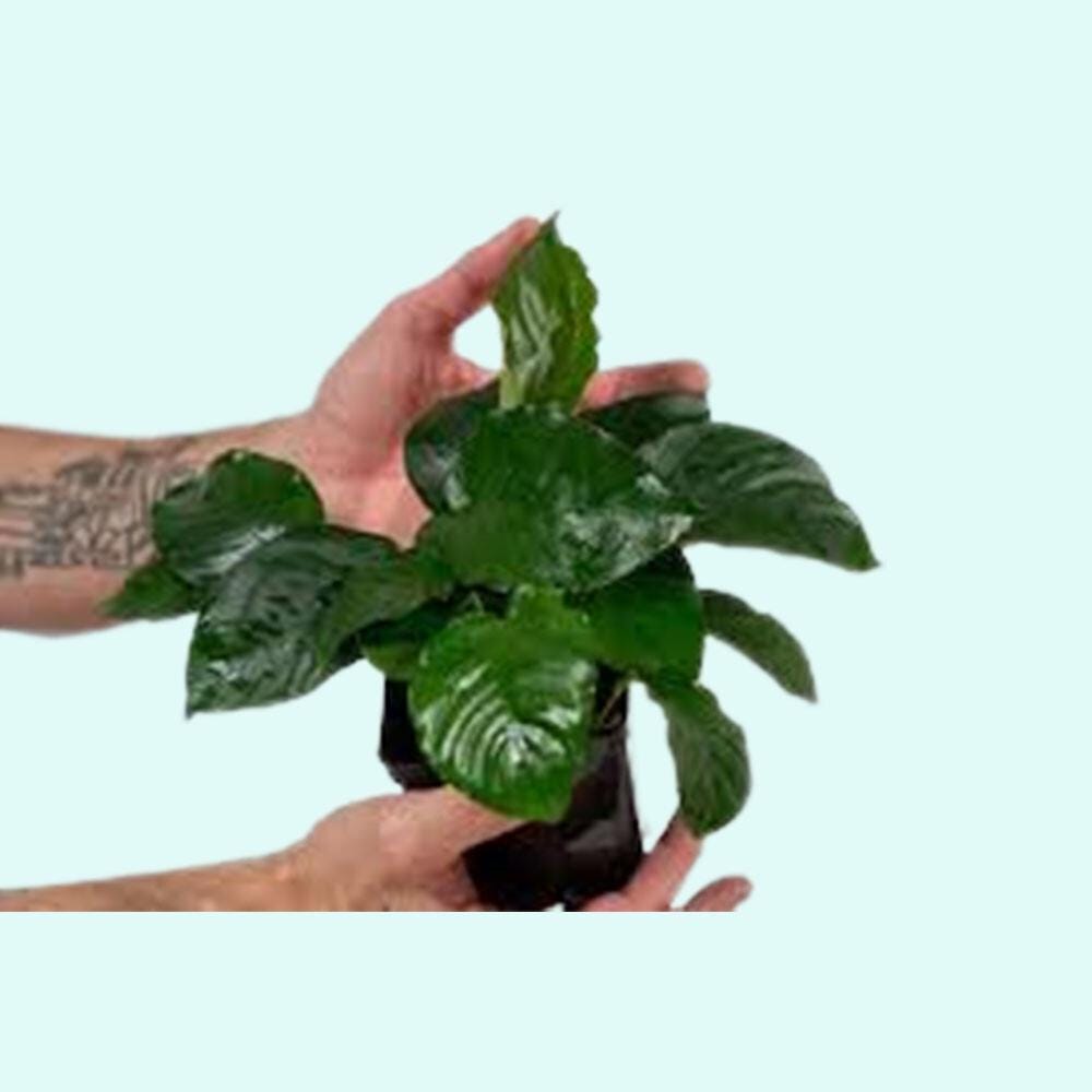 3 Anubias Aquatic Plants Bundle Small 1-3 Inches