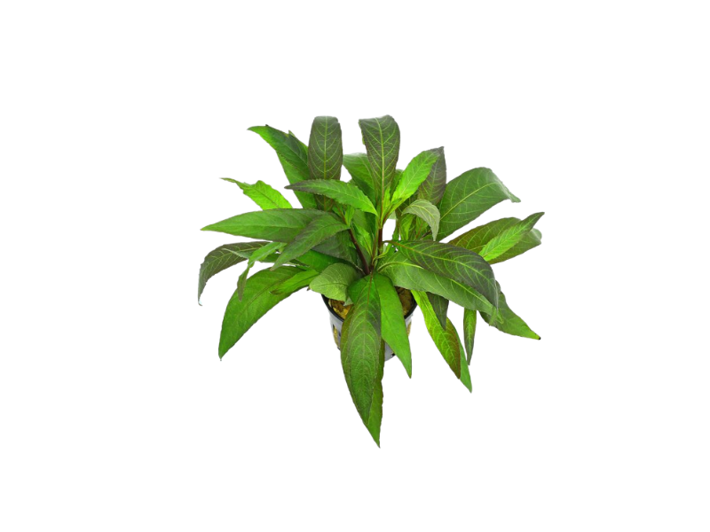 Hygro Blue Hygrophila Salcifolia