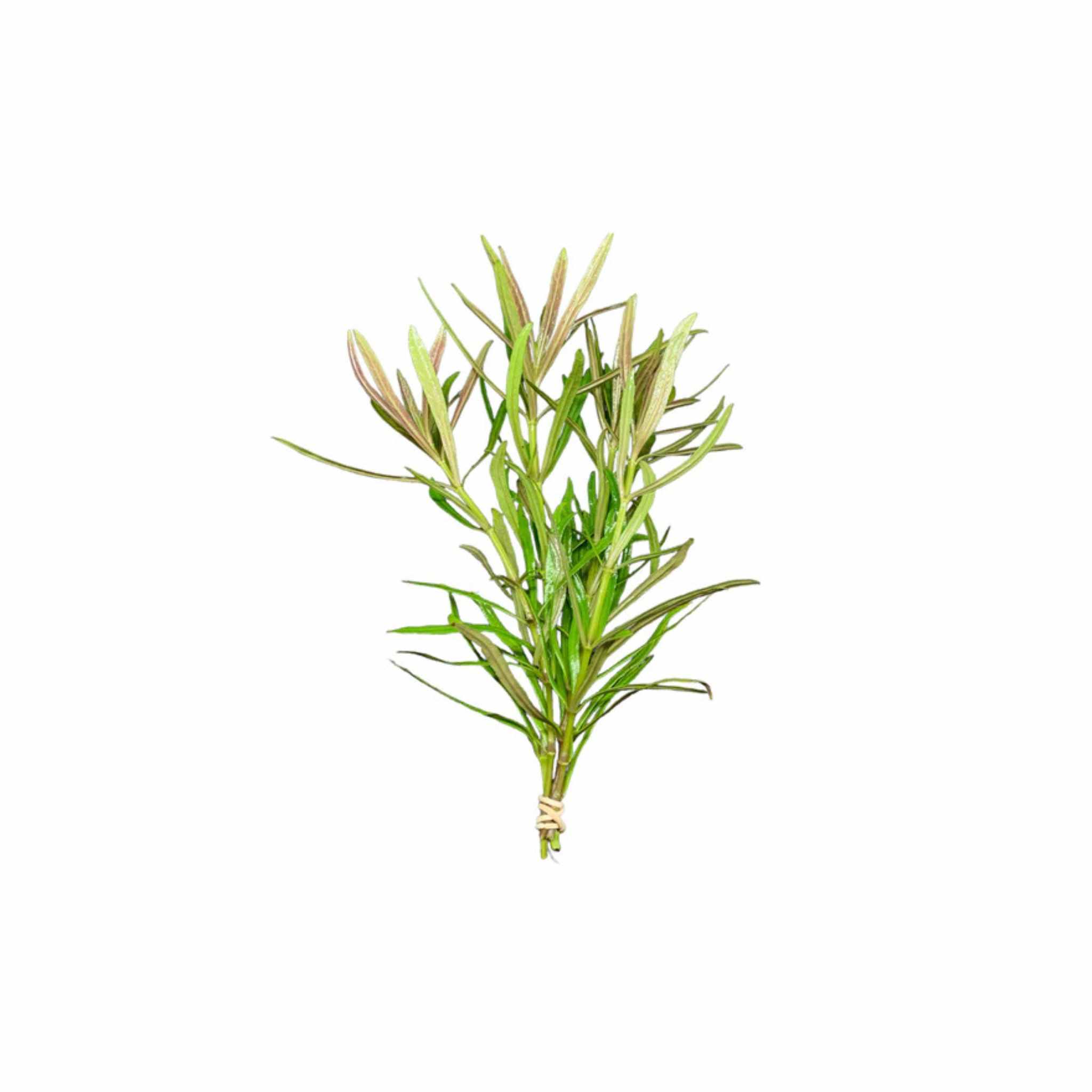 Pogostemon Stellatus Narrowleaf