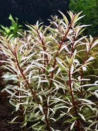 Ludwigia Inclinata "Verticillata White"