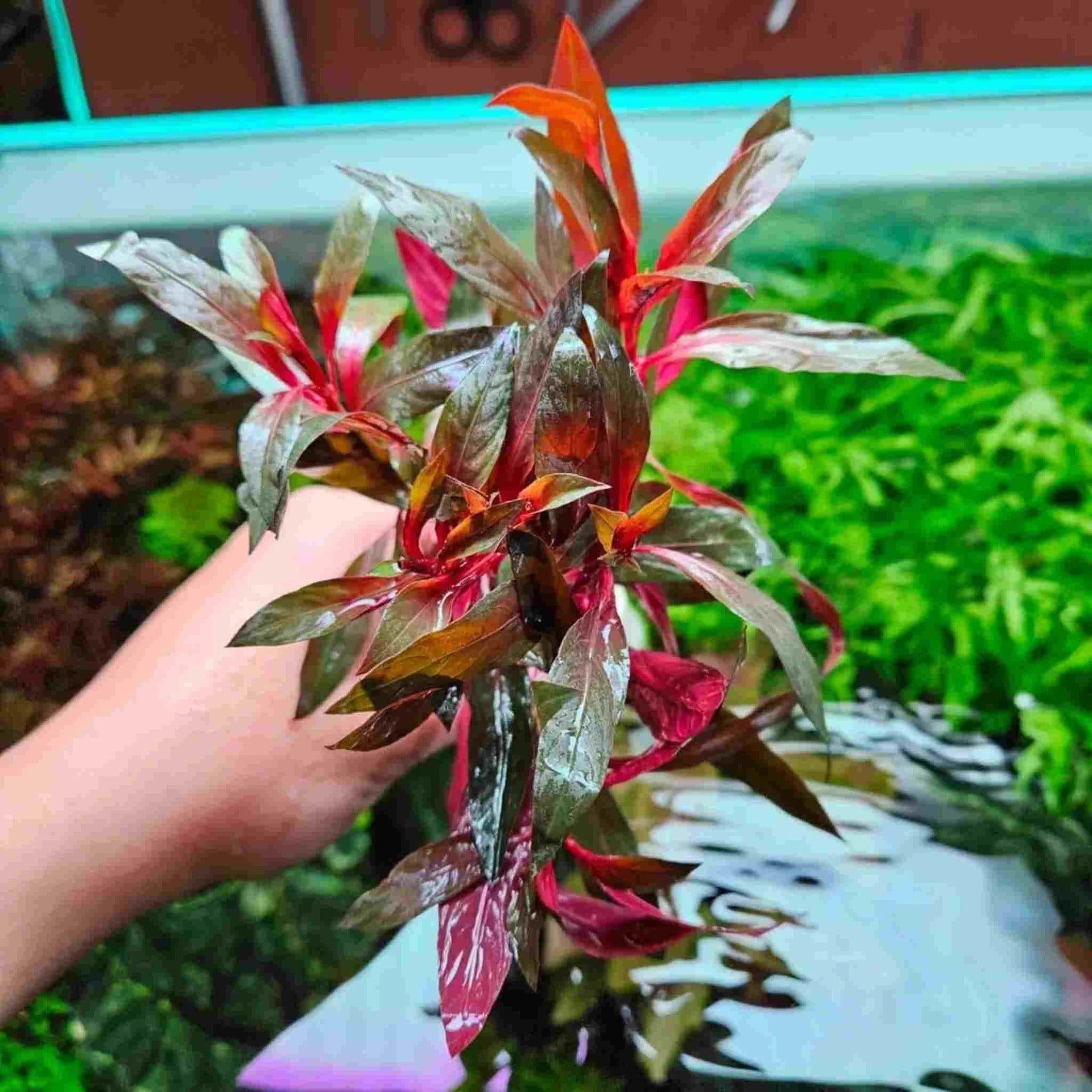 Scarlet Temple (Alternanthera Reineckii)