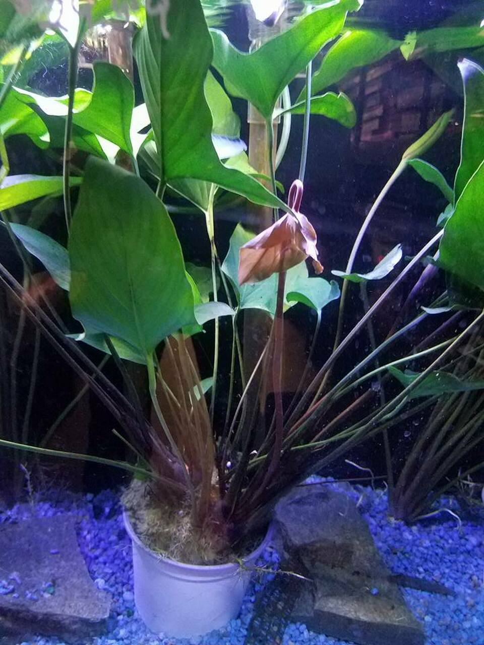 Anubias Hastifolia