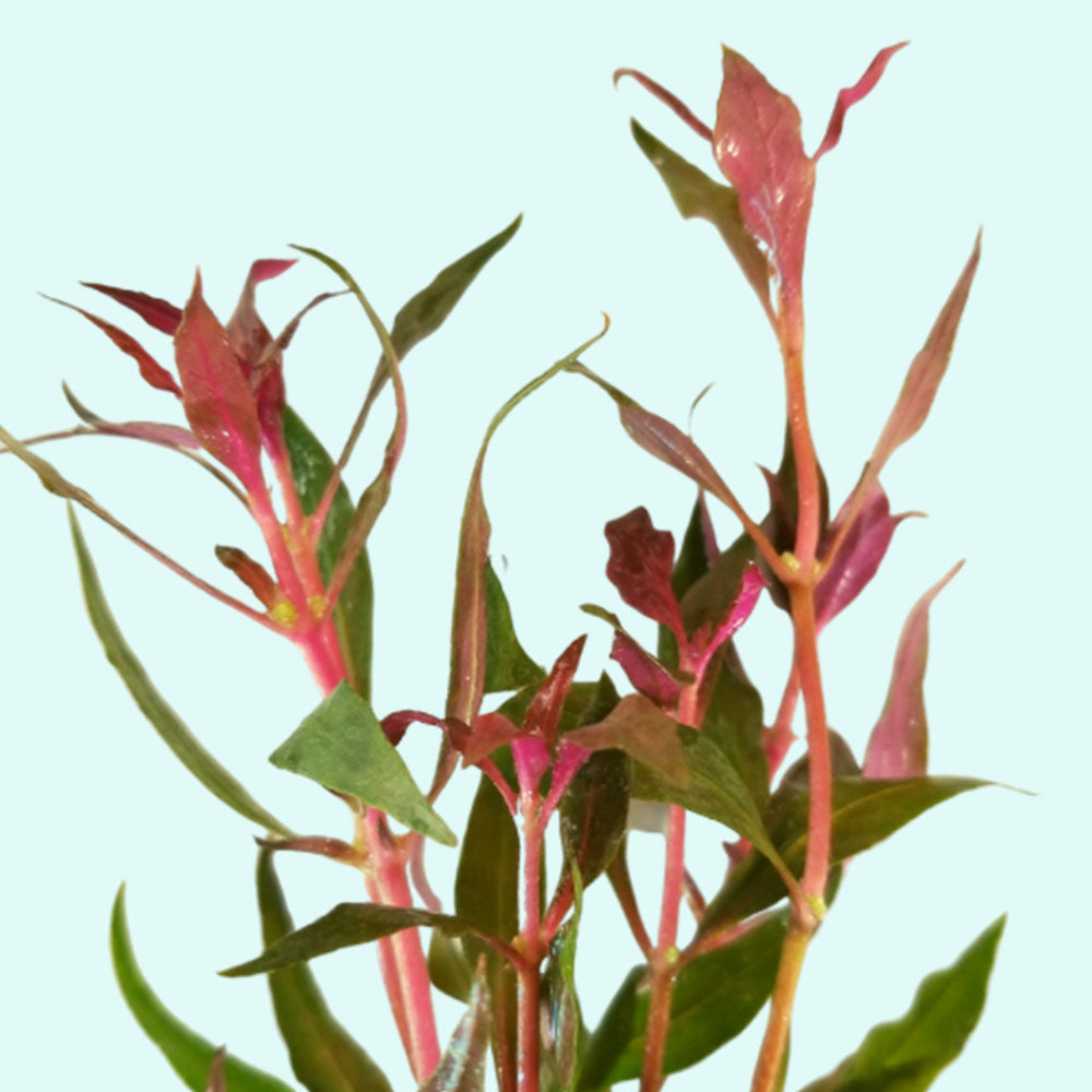 Alternanthera Rosanervig