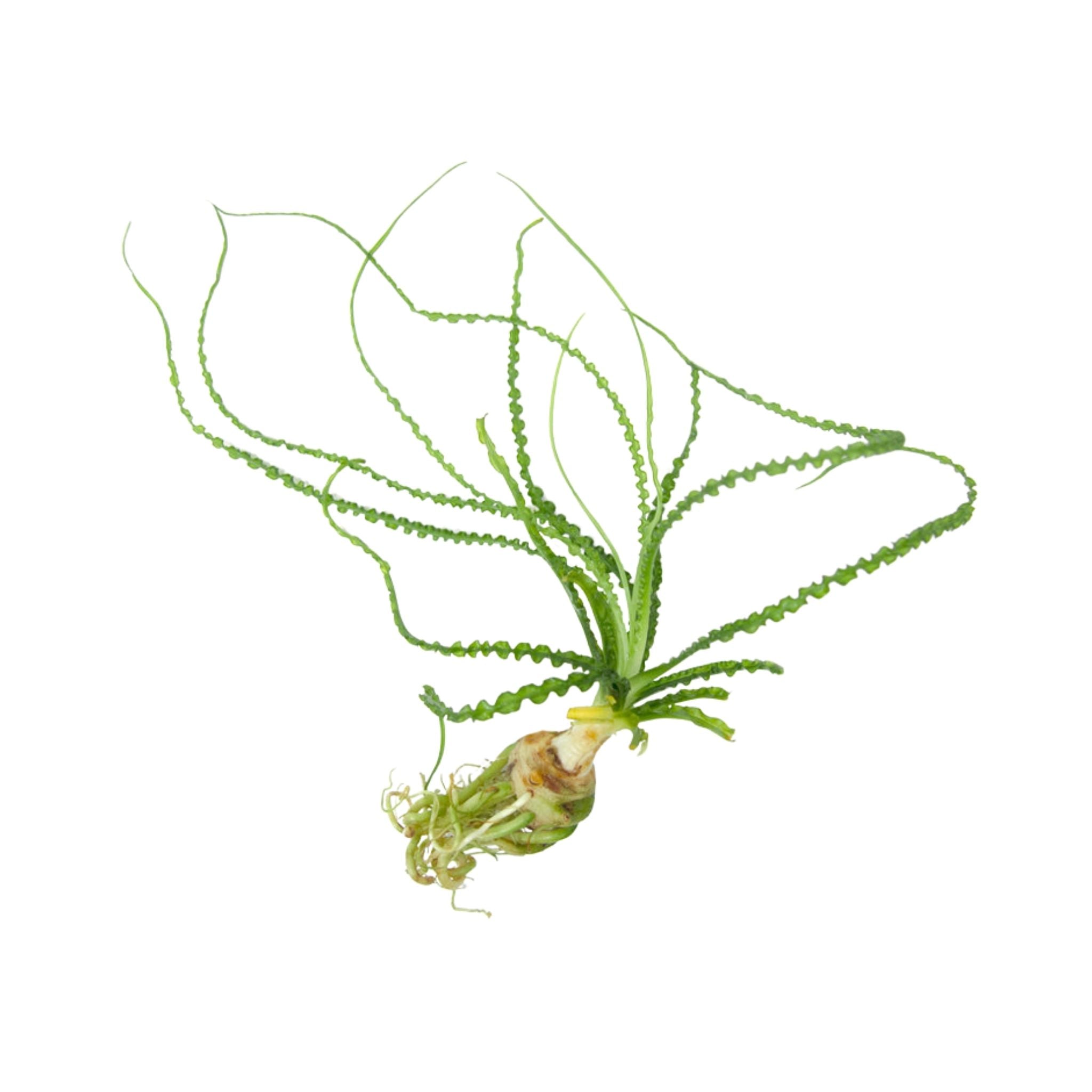 Crinum Calamistratum