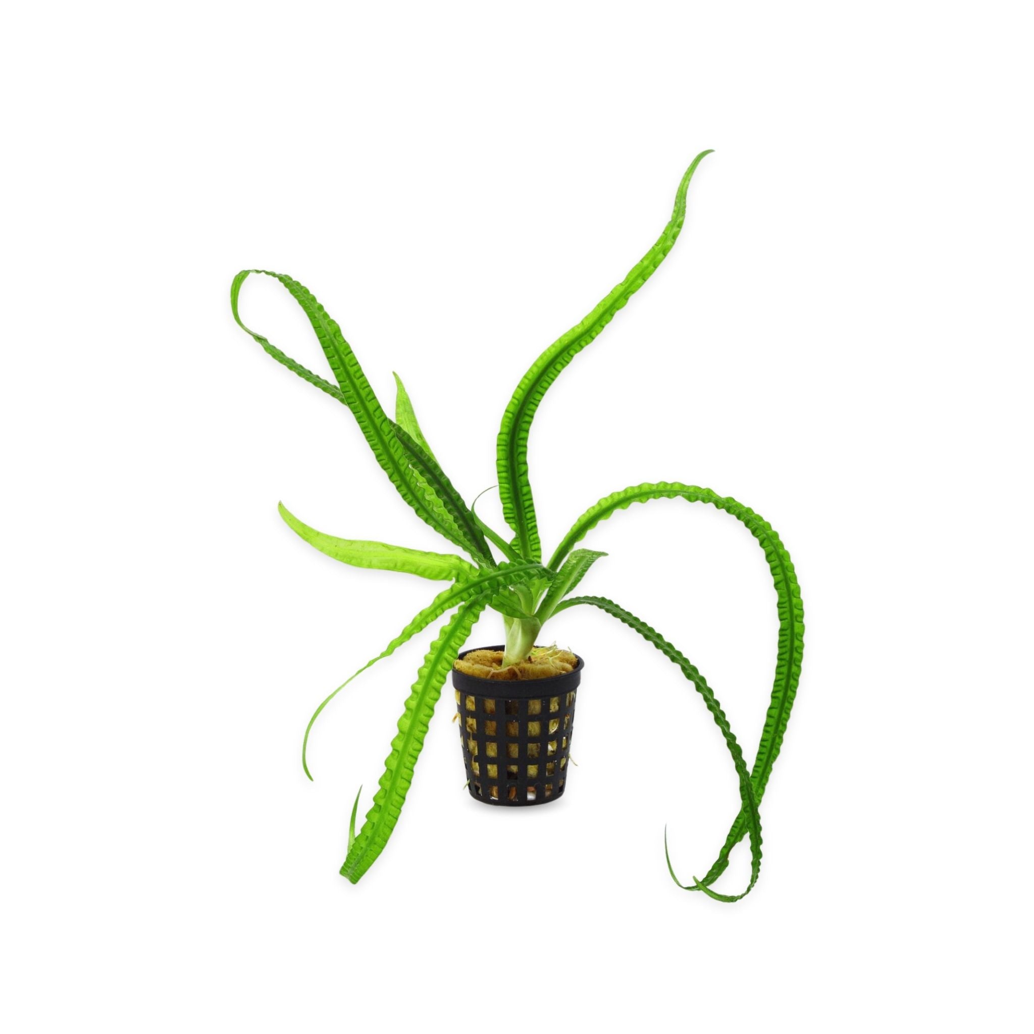 Crinum Calamistratum