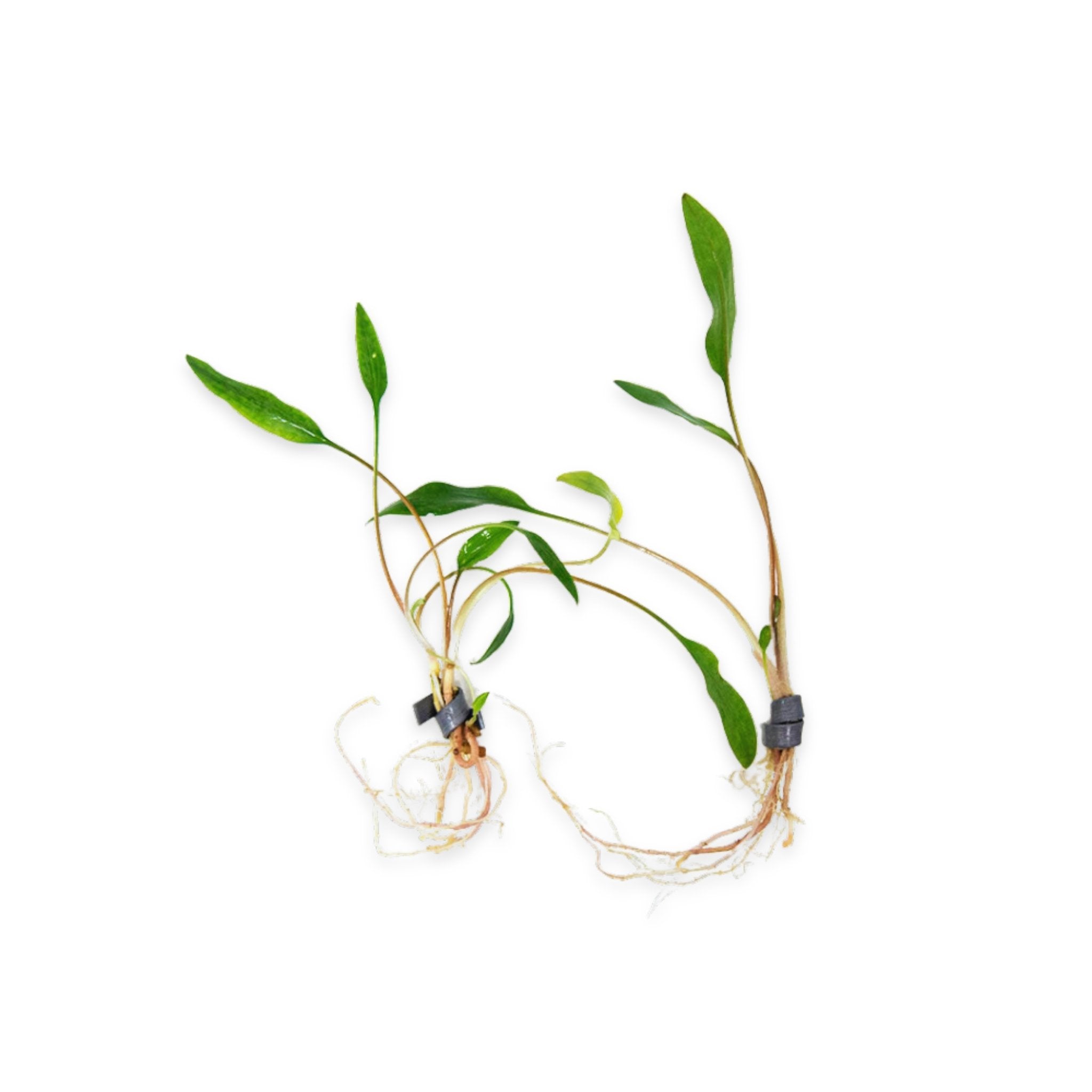 Cryptocoryne Crypt Lutea