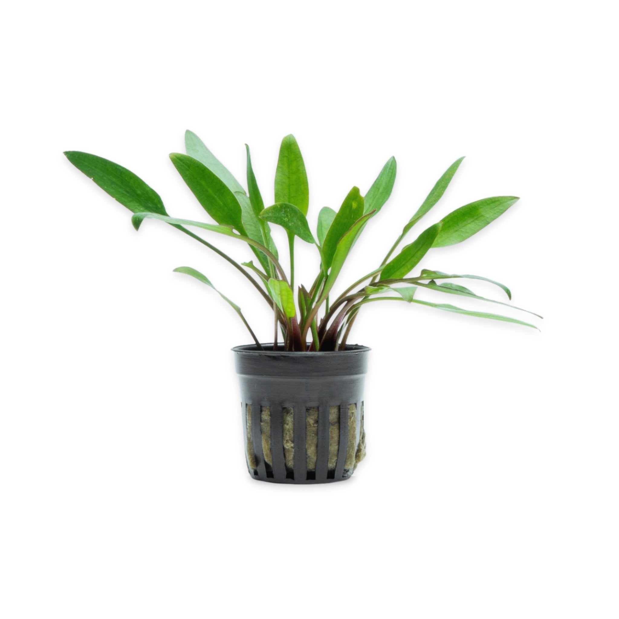 Cryptocoryne Crypt Lutea