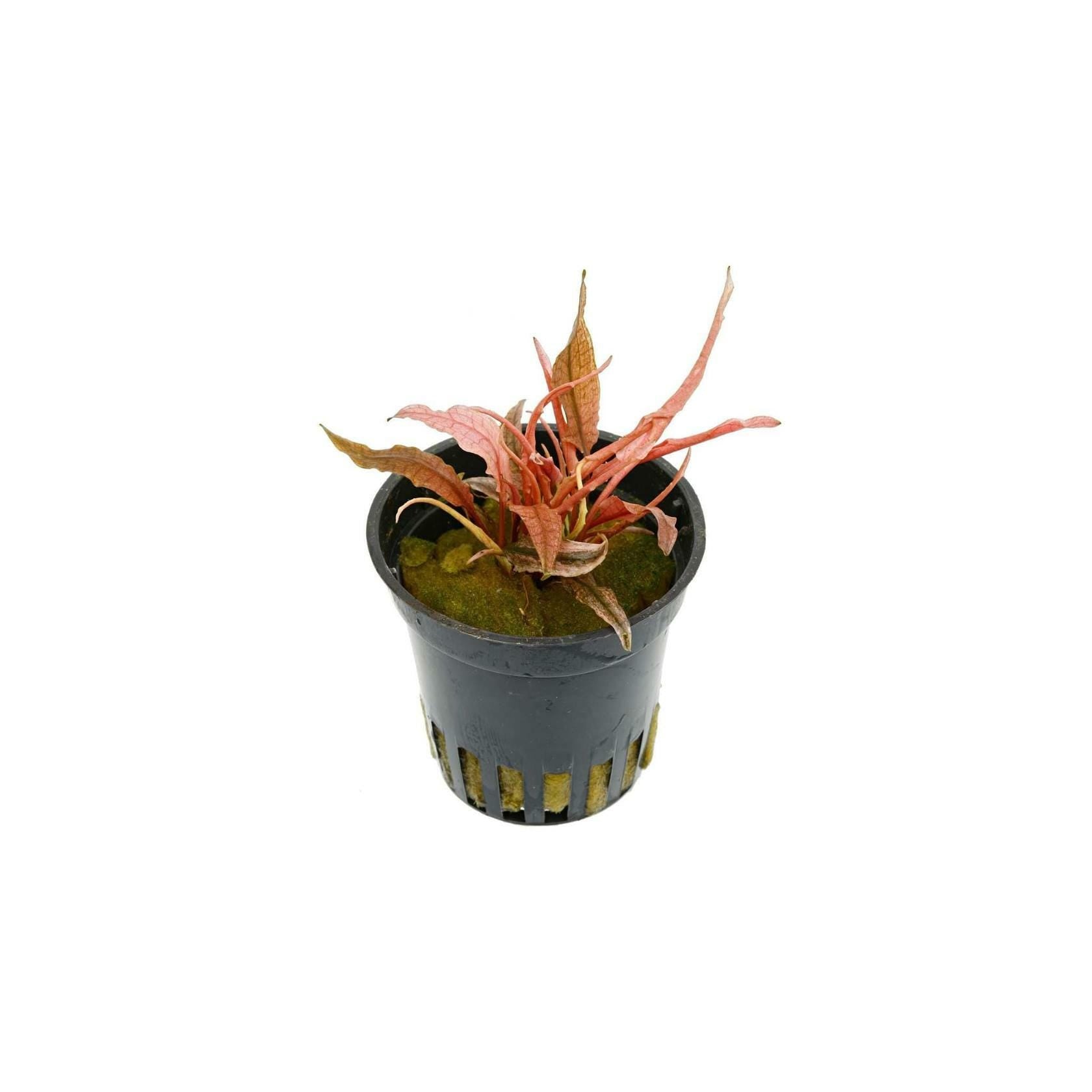 Cryptocoryne Crypt Flamingo