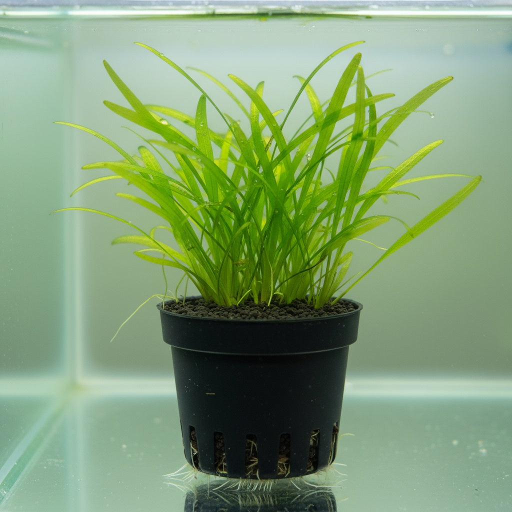 Chain Sword Narrow Leaf Hellanthium Bolivianum