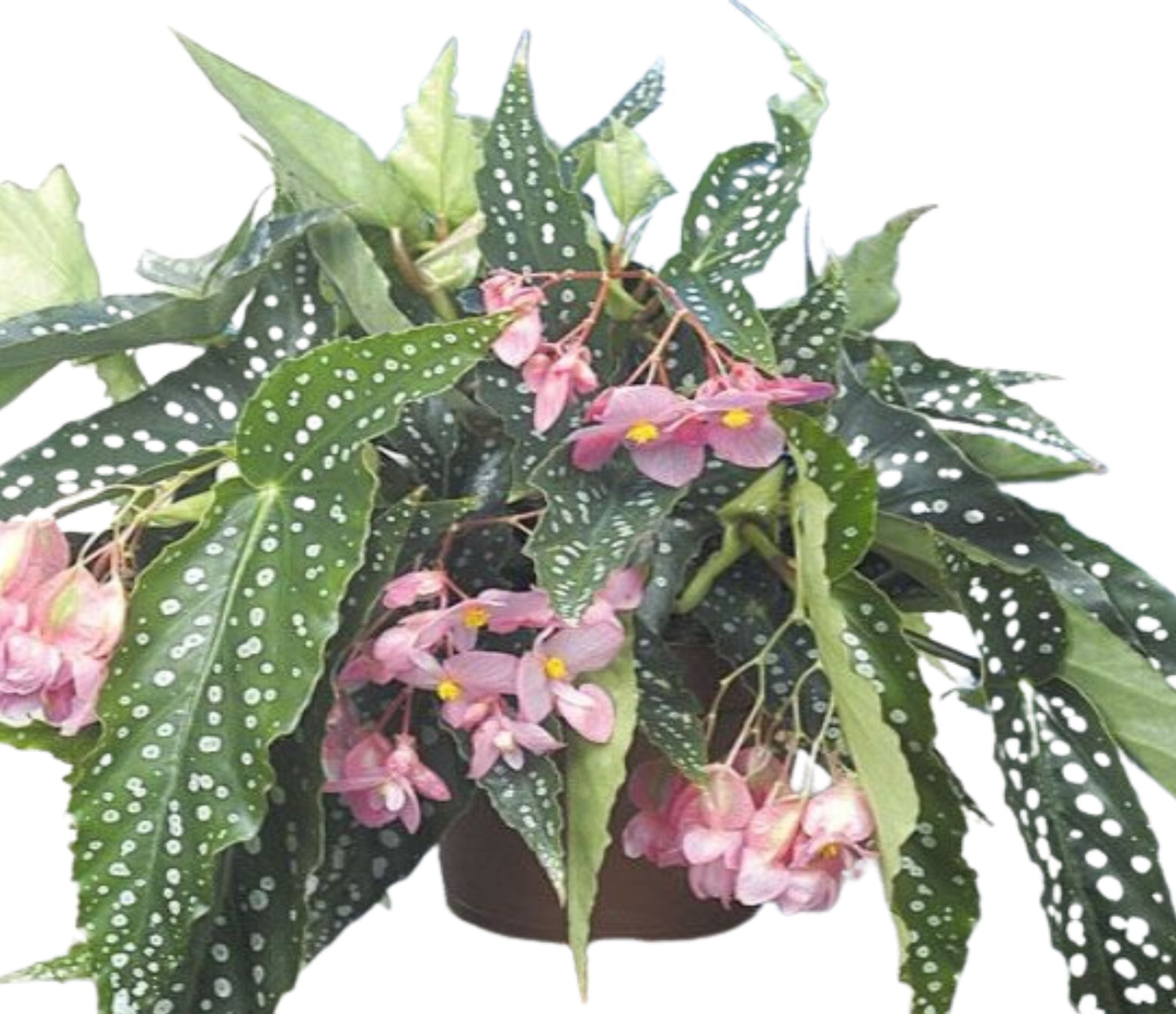 Angel Wing Begonia My Special Angel Rooted Starter Plant