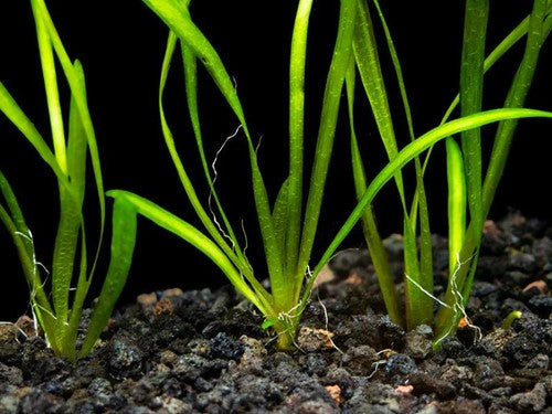 18 Plant Pack Valisnaria Vals Live Aquarium Plants