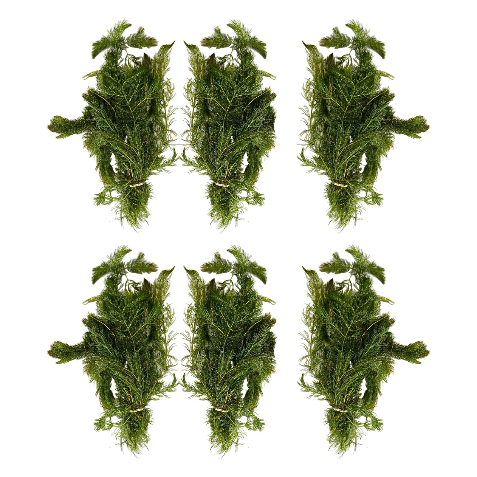 Anacharis and Hornwort Bundle Live Aquarium Plants