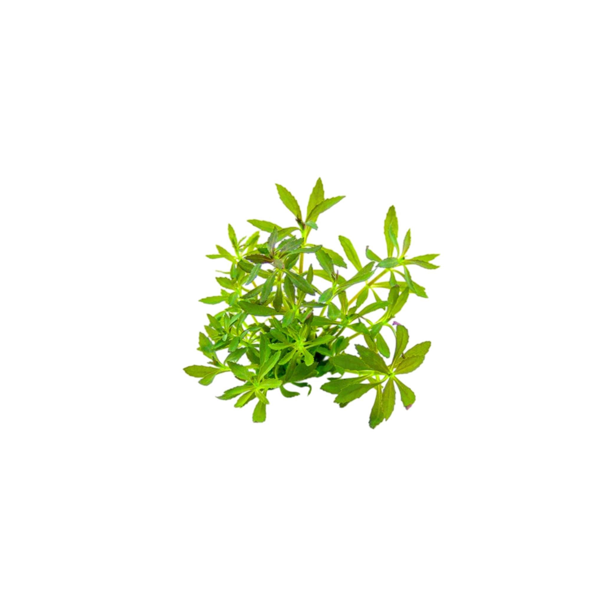 Limnophila Hippuridoides