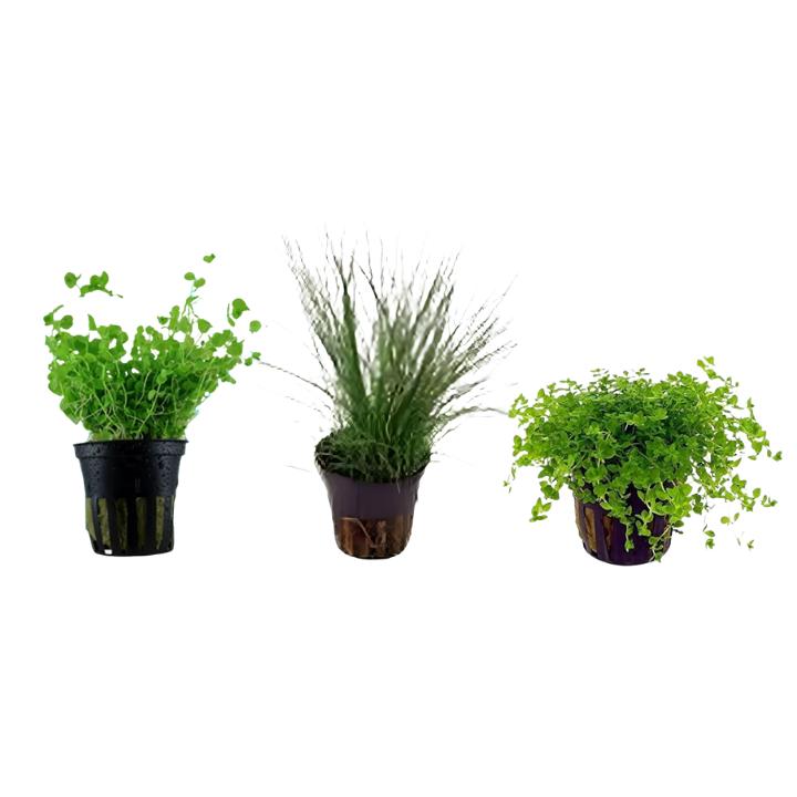 Aquarium Foreground Plant Bundle – 3 Pots