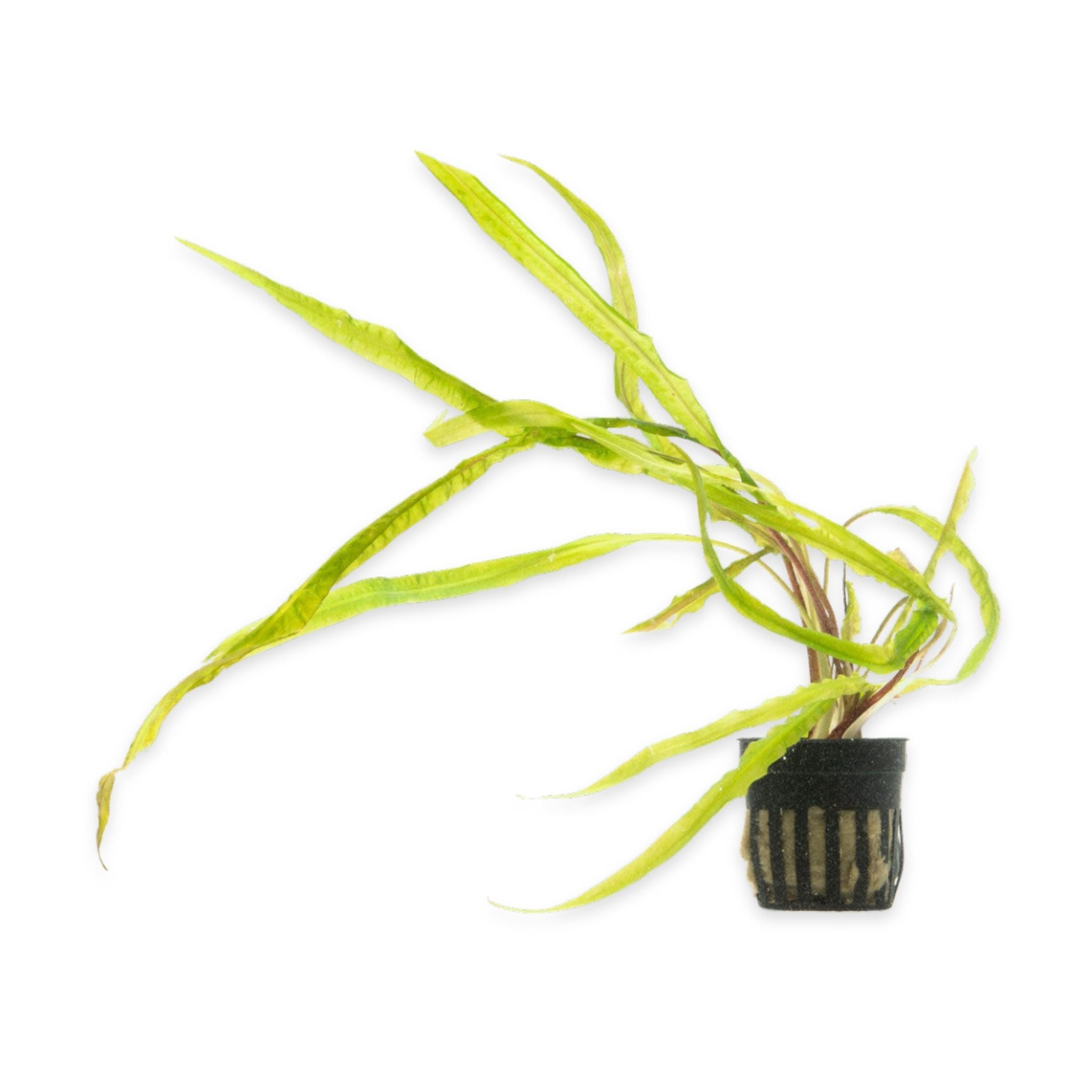 Cryptocoryne Crypt Balansae