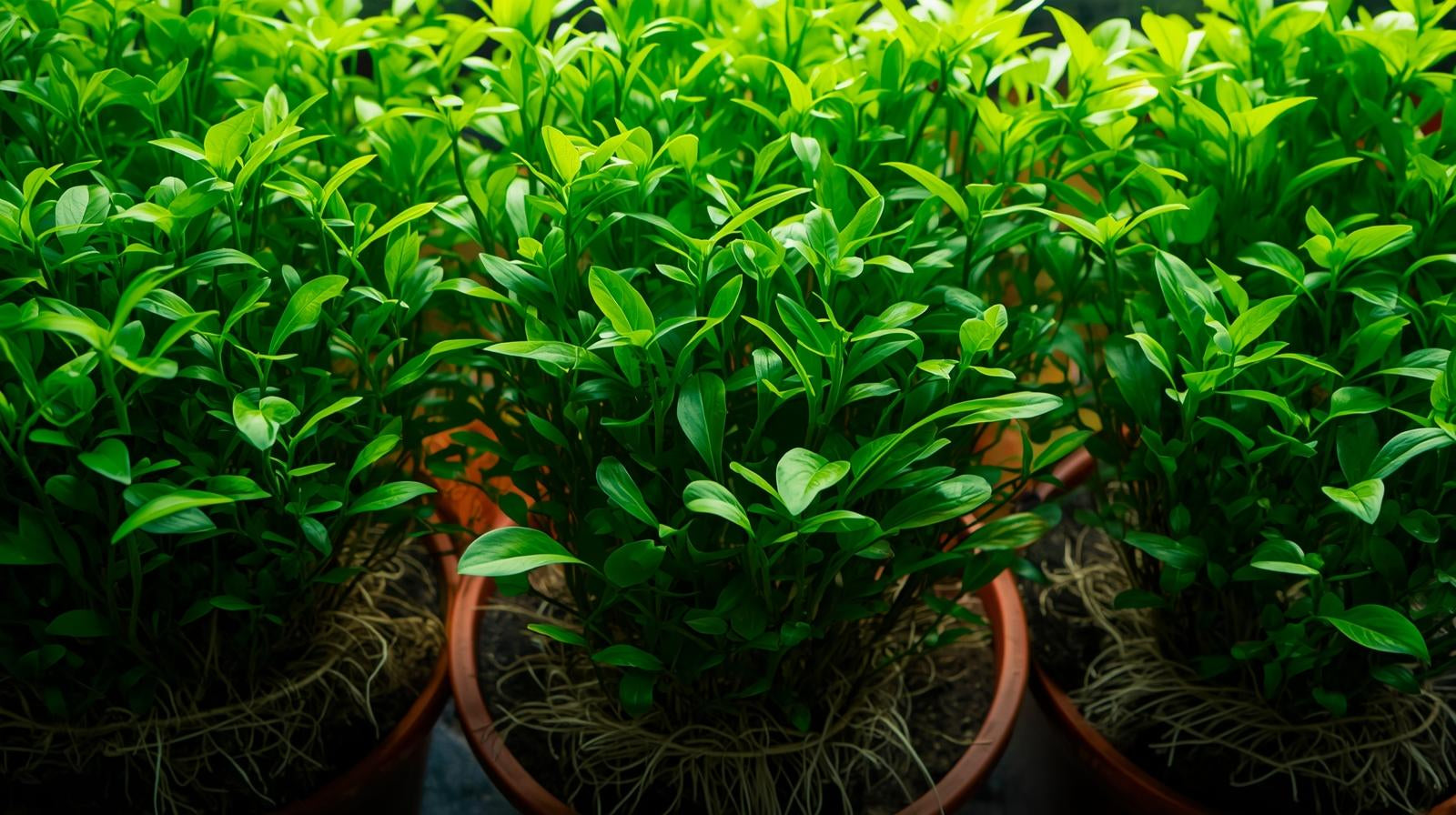 Aquarium Foreground Plant Bundle – 3 Pots