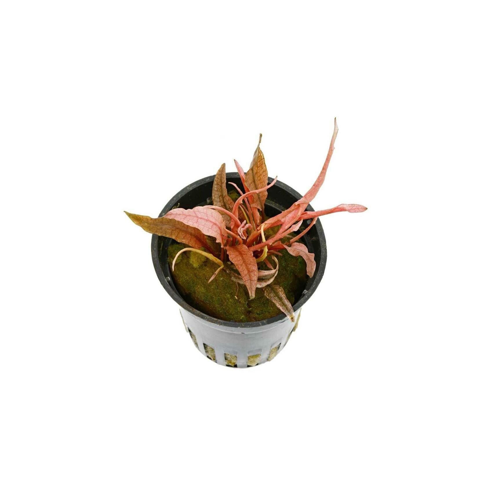 Cryptocoryne Crypt Flamingo