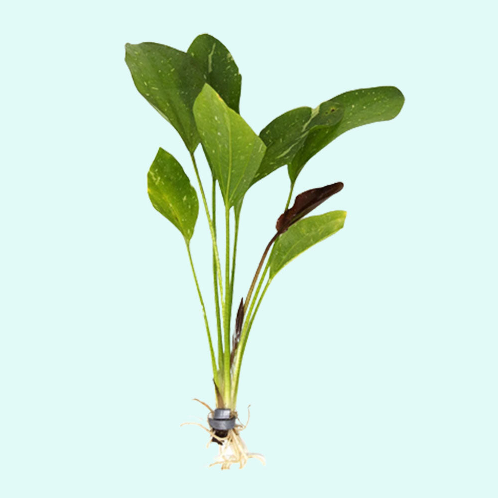 Rose Sparkle Sword (Echinodorus Sparkle)