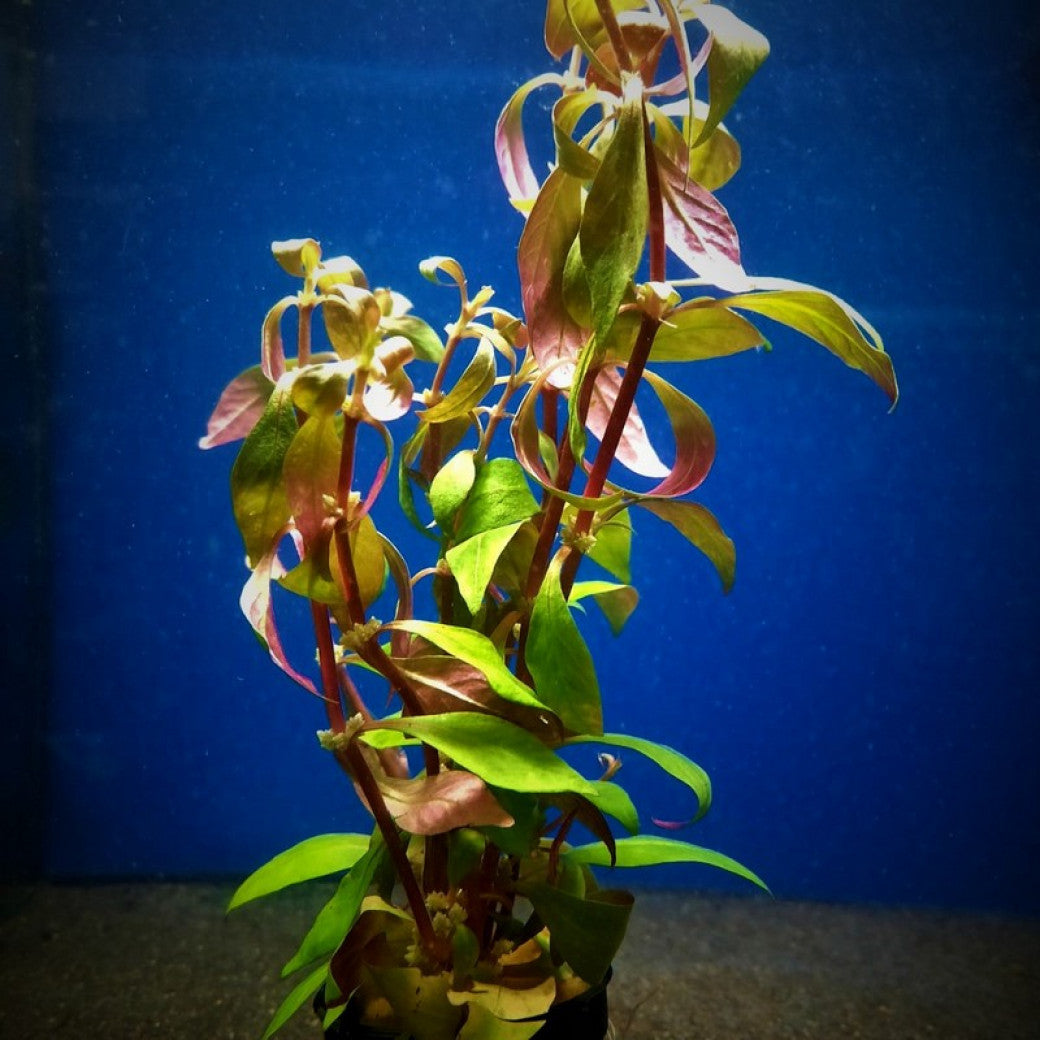 Alternanthera Rosanervig