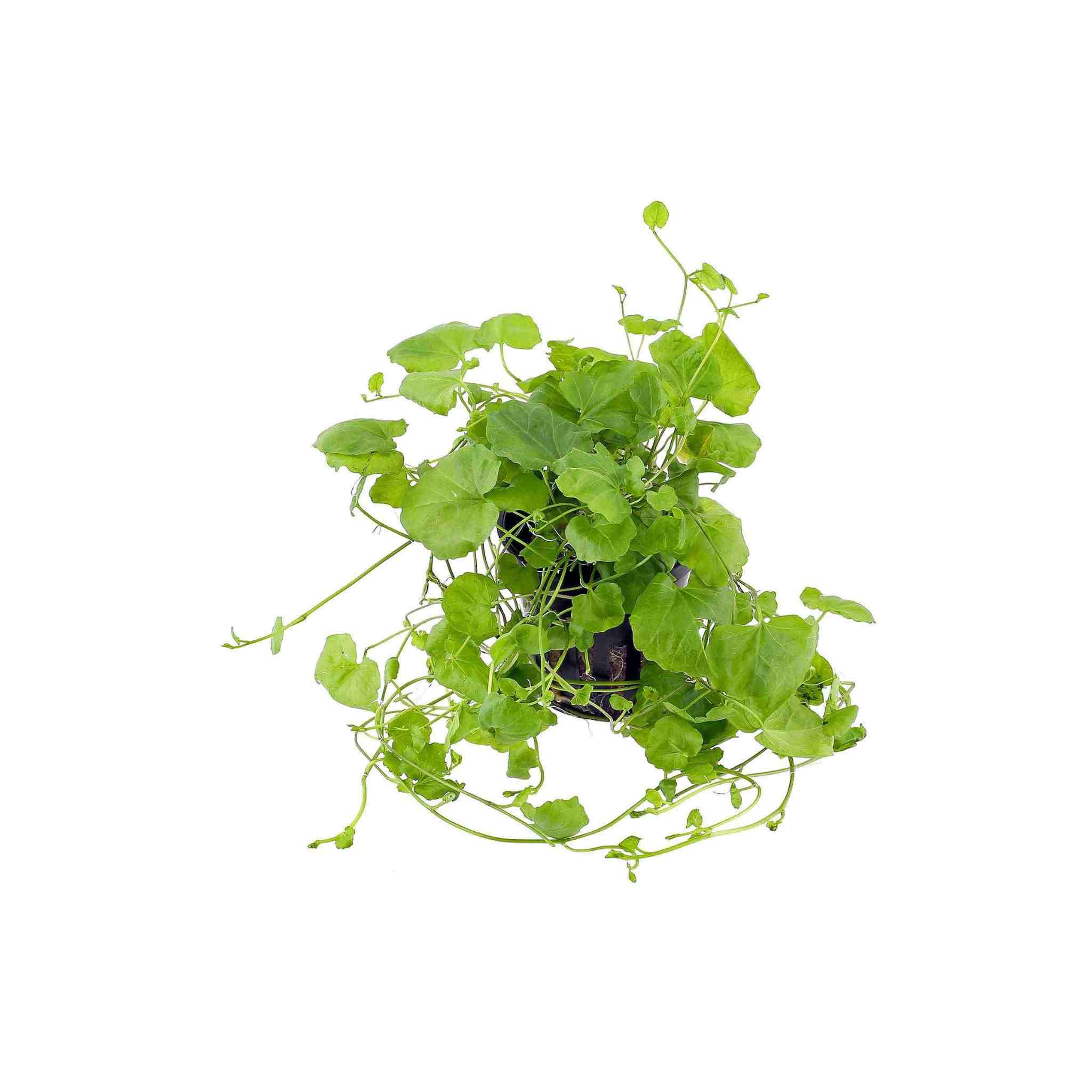 Cardamine Lyrata (Chinese Ivy )