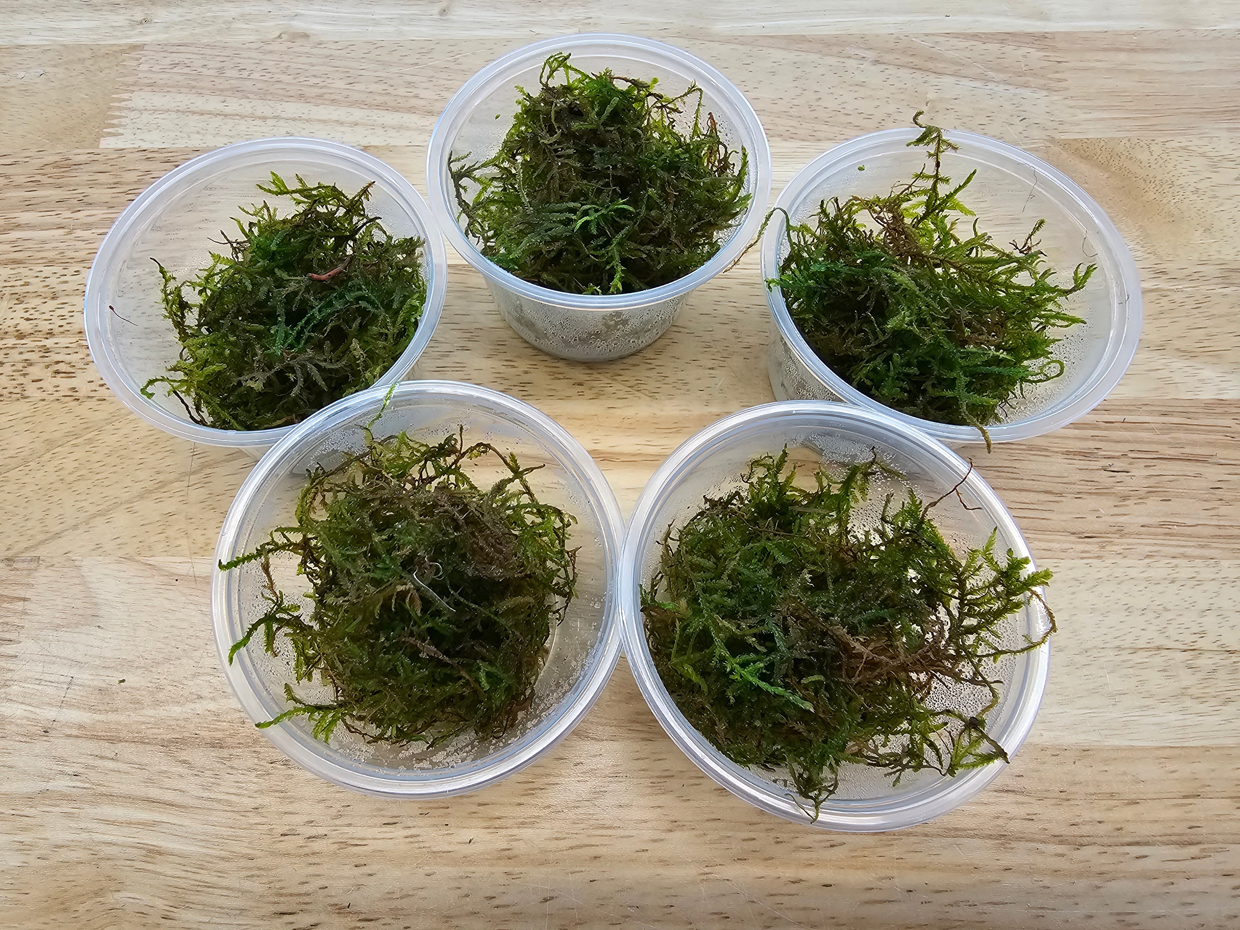 5 Java Moss Portions Taxiphyllum Barbieri