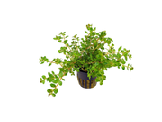 Rotala Rotundifolia Red - In 2 Inch Pot