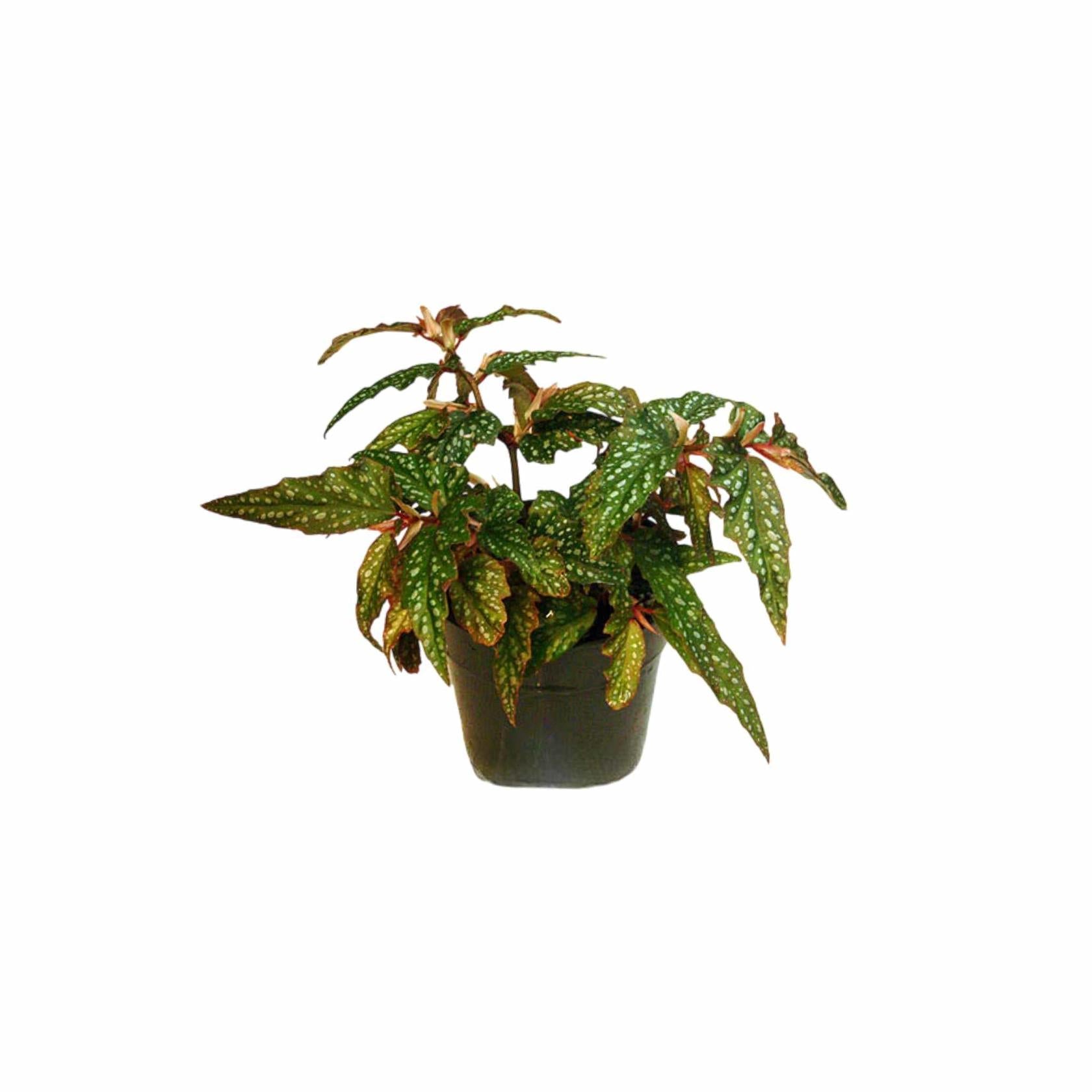 Angel Wing Begonia Medora