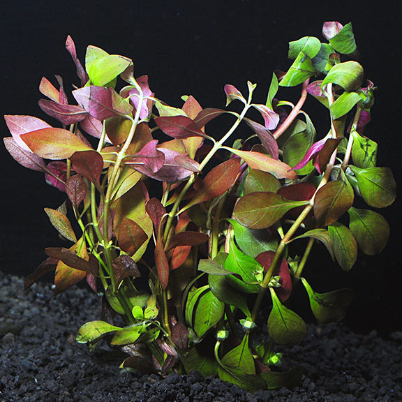 Ludwigia Repens Super Red Mini