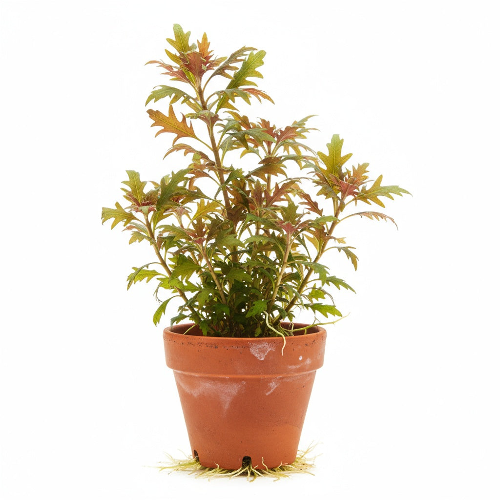 Hygrophila Pinnatifida