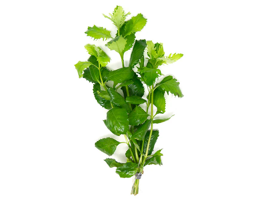 Hygrophila Difformis Water Wisteria