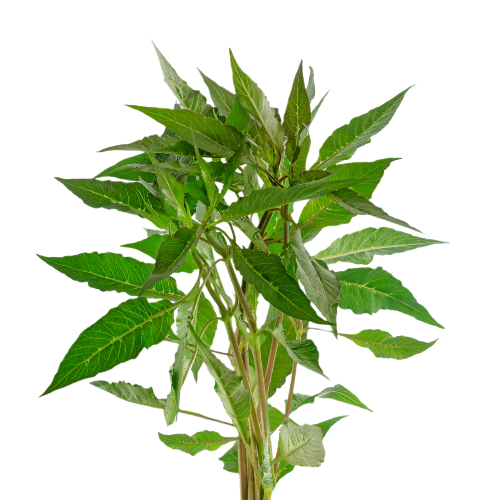 Hygro Blue Hygrophila Salcifolia