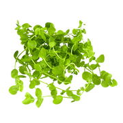 Dwarf Baby Tears Micranthemum Umbrosom